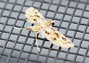 Small Leafcutter Moth - Hodges#4765