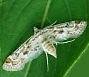 Small Leafcutter Moth - Hodges#4765 - photo 2