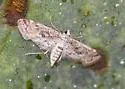 Small Leafcutter Moth - Hodges#4765 - photo 4