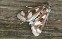 Polymorphic Pondweed Moth - Hodges#4759