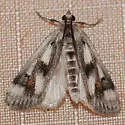 Polymorphic Pondweed Moth - Hodges#4759 - photo 2