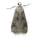Polymorphic Pondweed Moth - Hodges#4759 - photo 4
