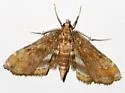 Obscure Pondweed Moth - Hodges#4760