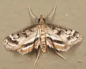 Obscure Pondweed Moth - Hodges#4760 - photo 2
