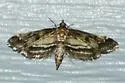 Obscure Pondweed Moth - Hodges#4760 - photo 3