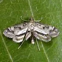 Obscure Pondweed Moth - Hodges#4760 - photo 5