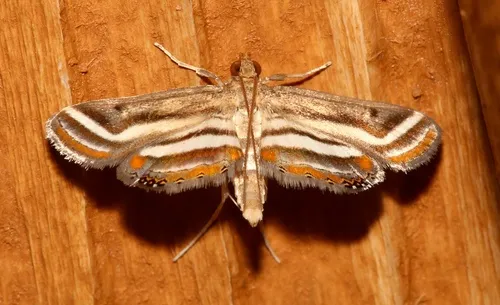 Floating-heart Waterlily Moth - Hodges#4763
