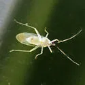 Paraproba capitata - photo 4