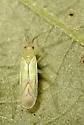 Paraproba cincta