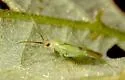 Paraproba cincta - photo 2