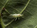 Paraproba cincta - photo 4