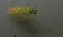 Paraproba hamata