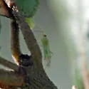 Paraproba hamata - photo 2