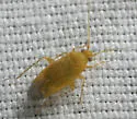 Parapsallus vitellinus - Parapsallus vitellinus