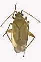Parapsallus vitellinus - photo 2