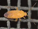 Parapsallus vitellinus - photo 3