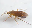 Parapsallus vitellinus - photo 4