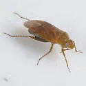 Parapsallus vitellinus - photo 5