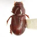 Parapsammodius bidens - photo 2
