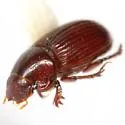 Parapsammodius bidens - photo 3