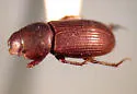 Parapsammodius puncticollis