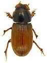Parapsammodius puncticollis - photo 2