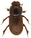 Parapsammodius puncticollis - photo 3