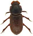 Parapsammodius puncticollis - photo 4
