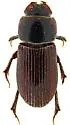 Parapsammodius puncticollis - photo 5
