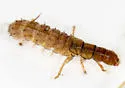 Parapsyche apicalis