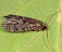 Parapsyche apicalis - photo 2