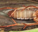 Parapsyche apicalis - photo 3