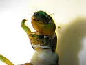 Parapsyche elsis - photo 5