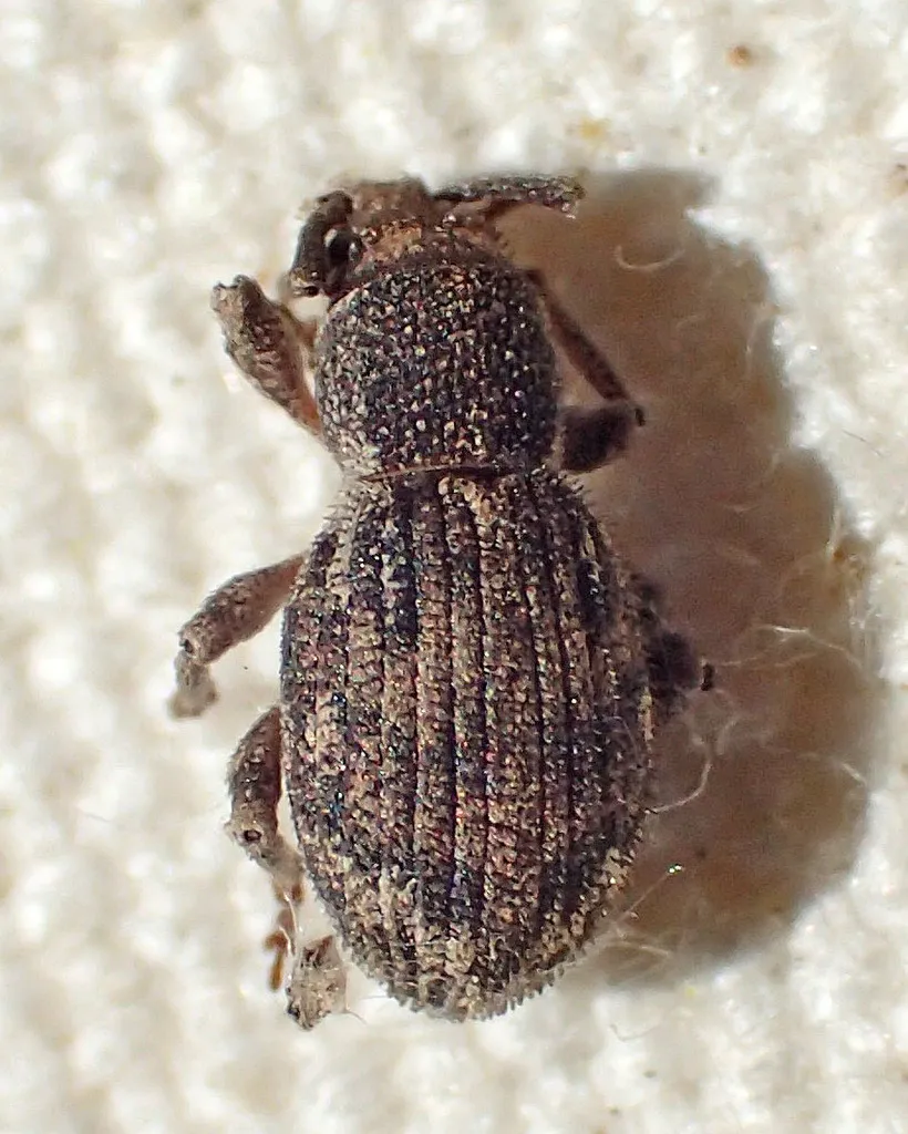 Paraptochus variegatus - photo 2