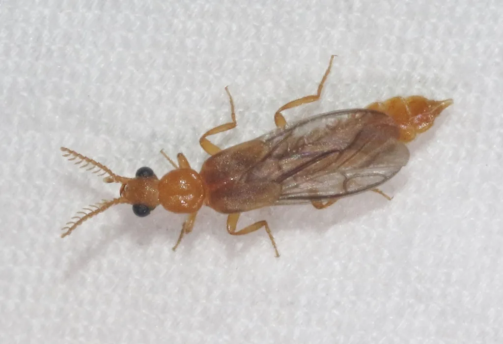 Paraptorthodius mirabilis - photo 2