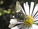 Pararchytas decisus - Pararchytas decisus