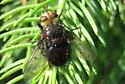 Pararchytas decisus - photo 2