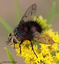 Pararchytas decisus - photo 3