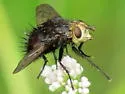 Pararchytas decisus - photo 4