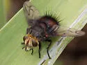Pararchytas decisus - photo 5