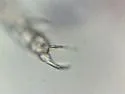 Pararrhopalites anops