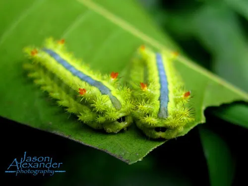 Blue-striped Nettle Grub - photo 5