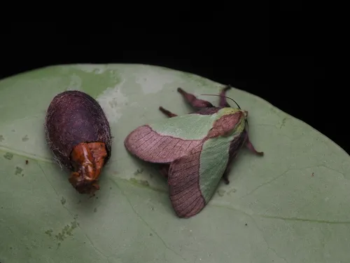 Blue-striped Nettle Grub - photo 6