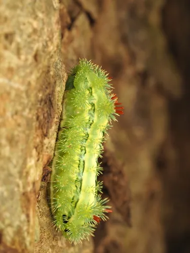 Blue-striped Nettle Grub - photo 7