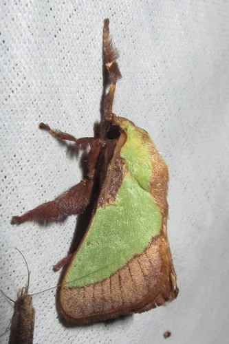 Blue-striped Nettle Grub - photo 8
