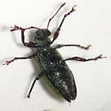 Arborvitae Weevil - photo 2