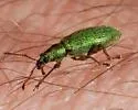 Arborvitae Weevil - photo 4