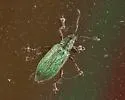 Arborvitae Weevil - photo 5