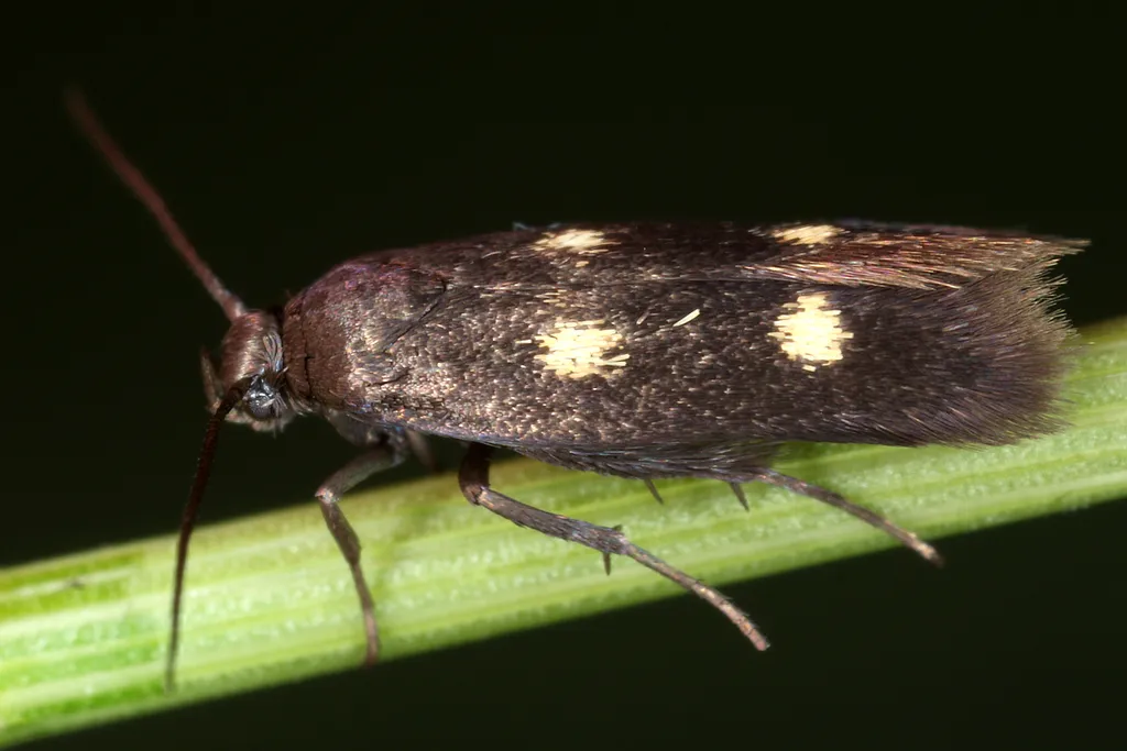 Parascythris muelleri - photo 2