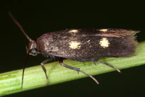 Parascythris muelleri - photo 4